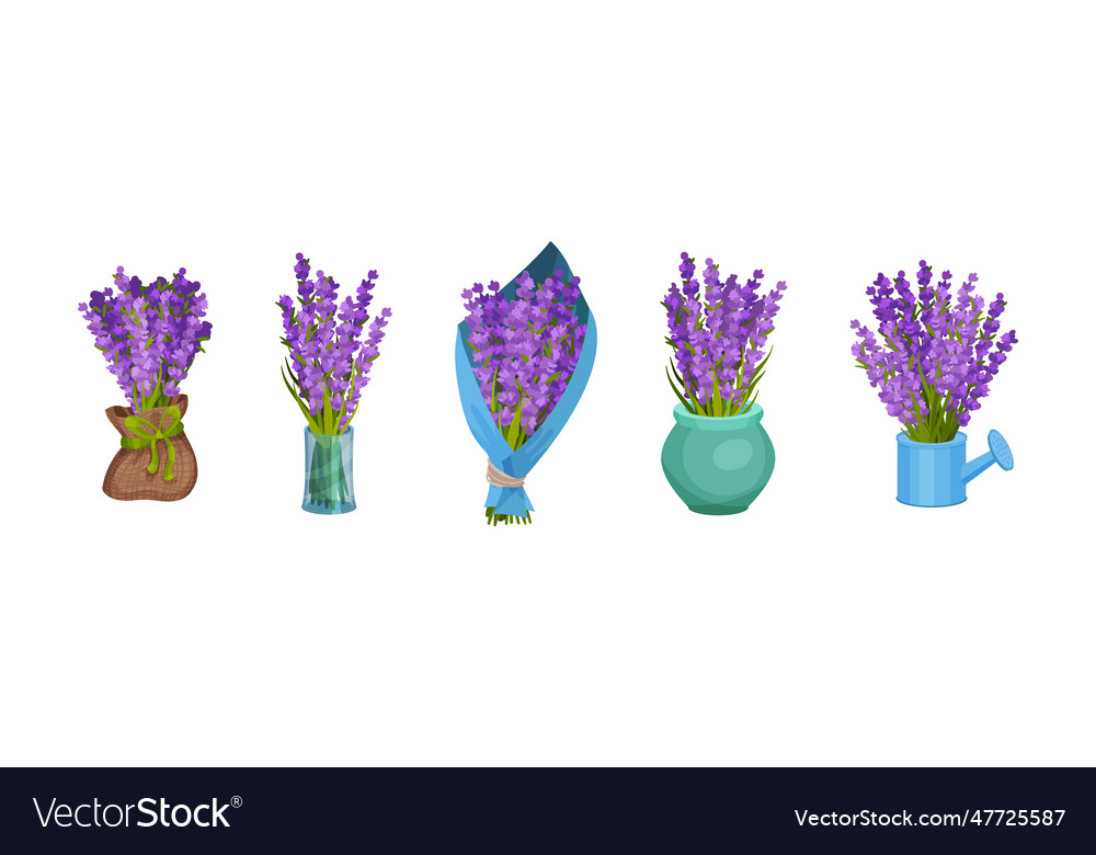 Bunch von violetten Lavendel Zweige in Geschenk verpackt