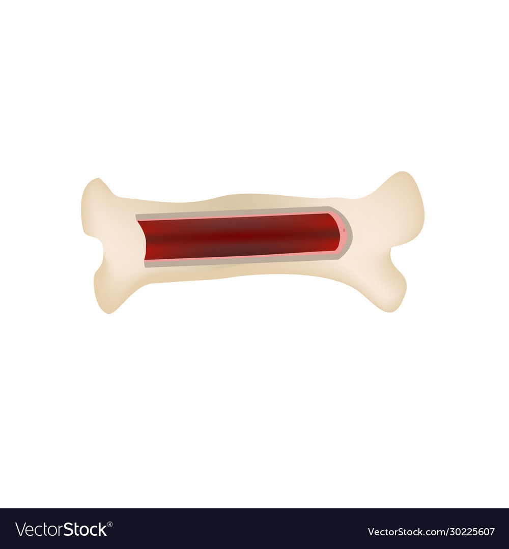 Bone stem cell marrow blood cells