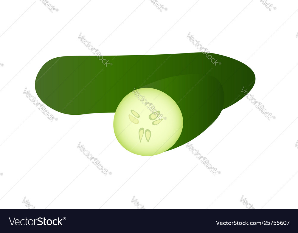 Cucumber vector image Cucumber