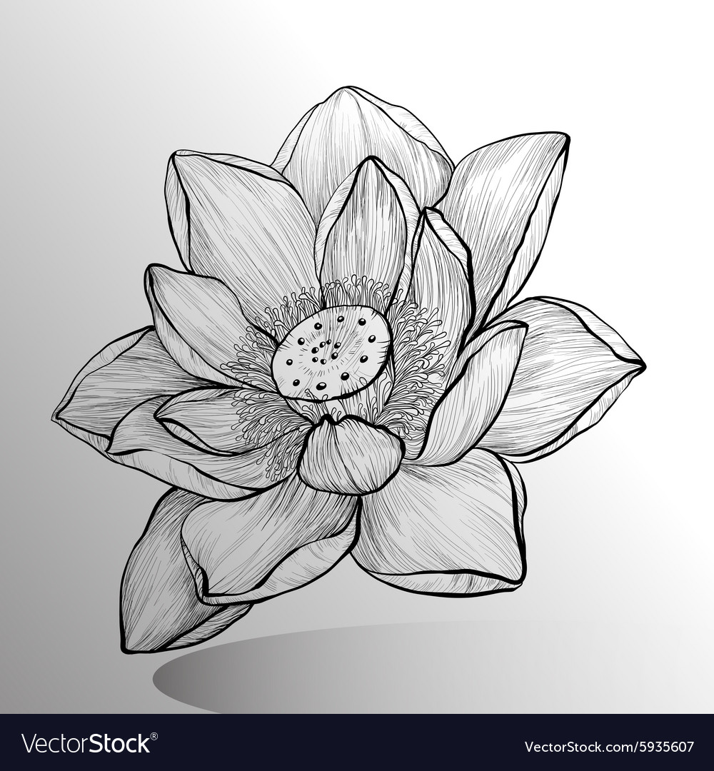 Lotus sketch illustration, Nelumbo nucifera Flower Drawing Egyptian lotus,  lotus flower, white, monochrome png | PNGEgg