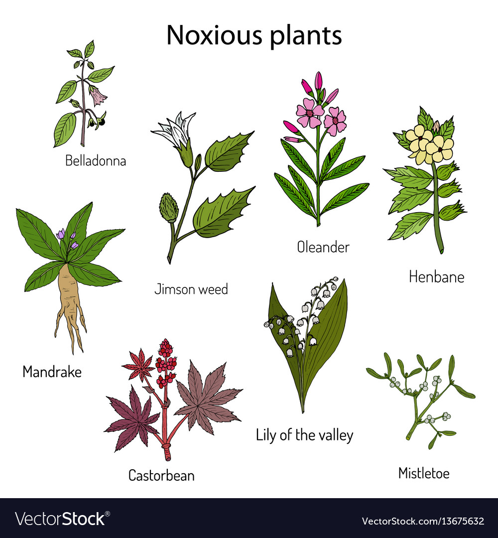 Poisonous Plants Collection Royalty Free Vector Image