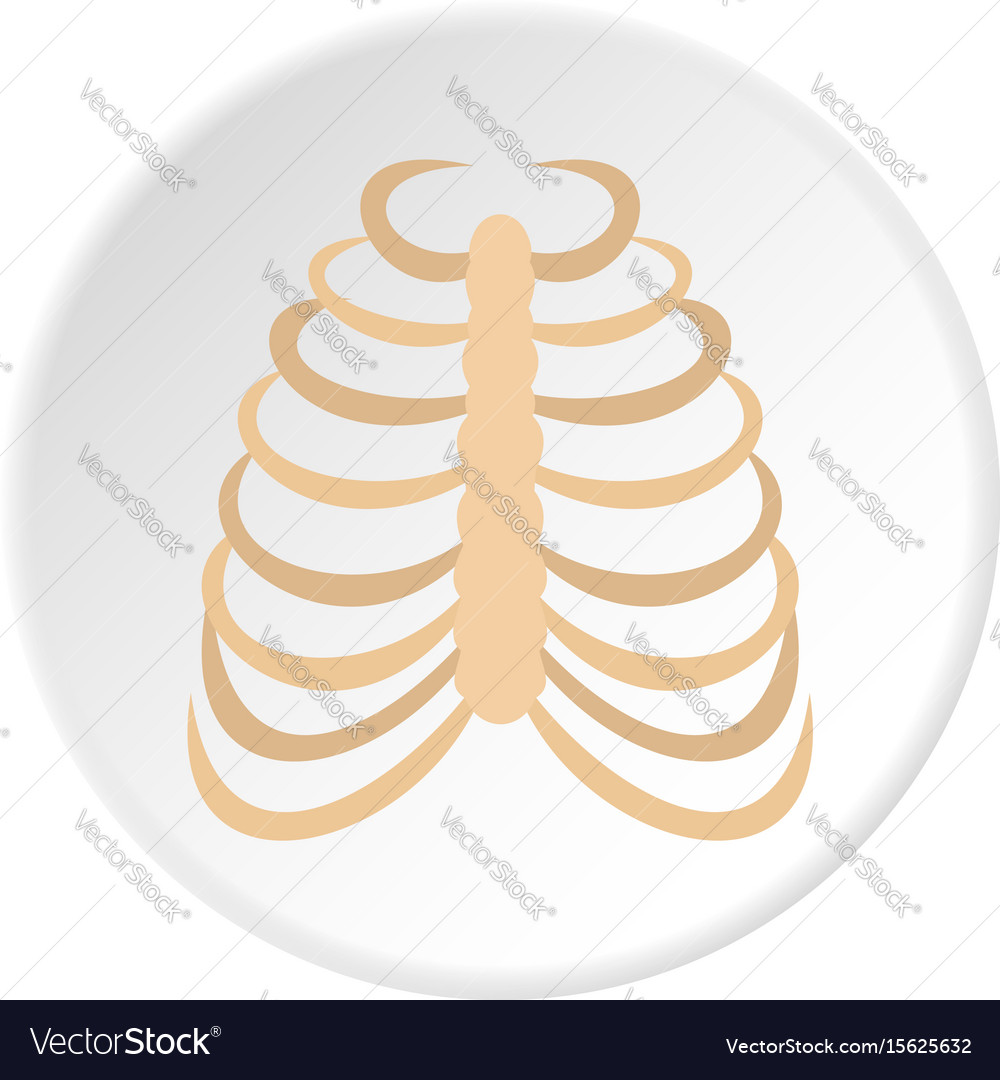 Грудная клетка вектор
