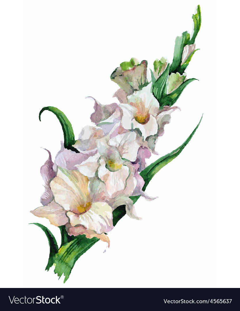 gladiolus painting