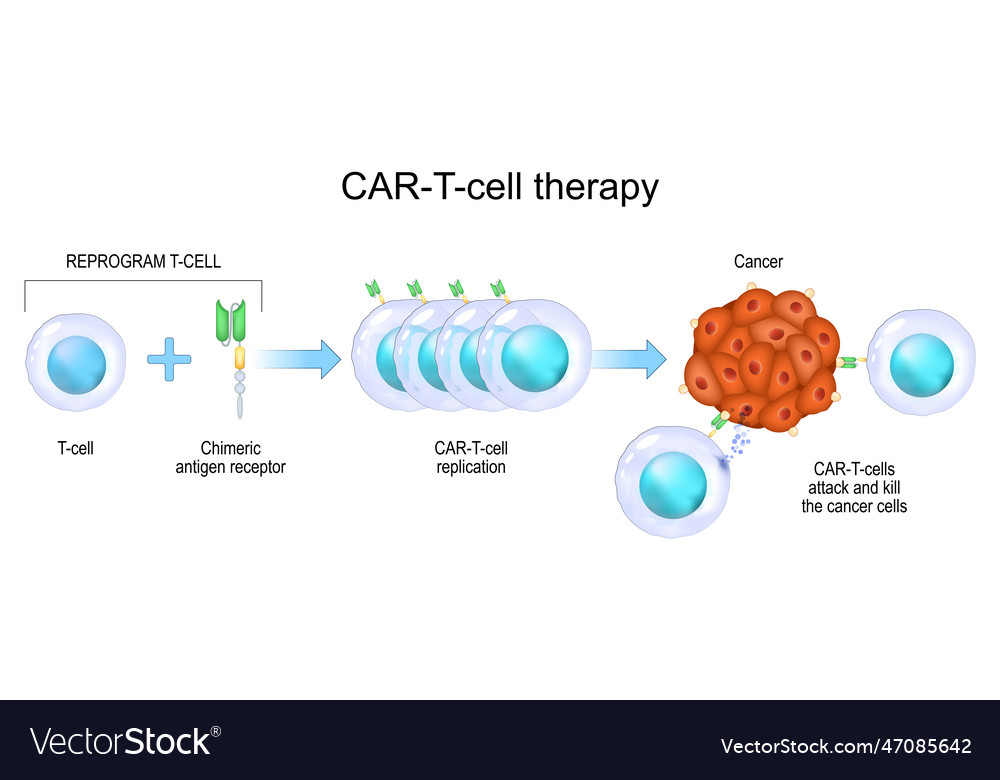 Car t-cell therapy cancer immunotherapy Royalty Free Vector