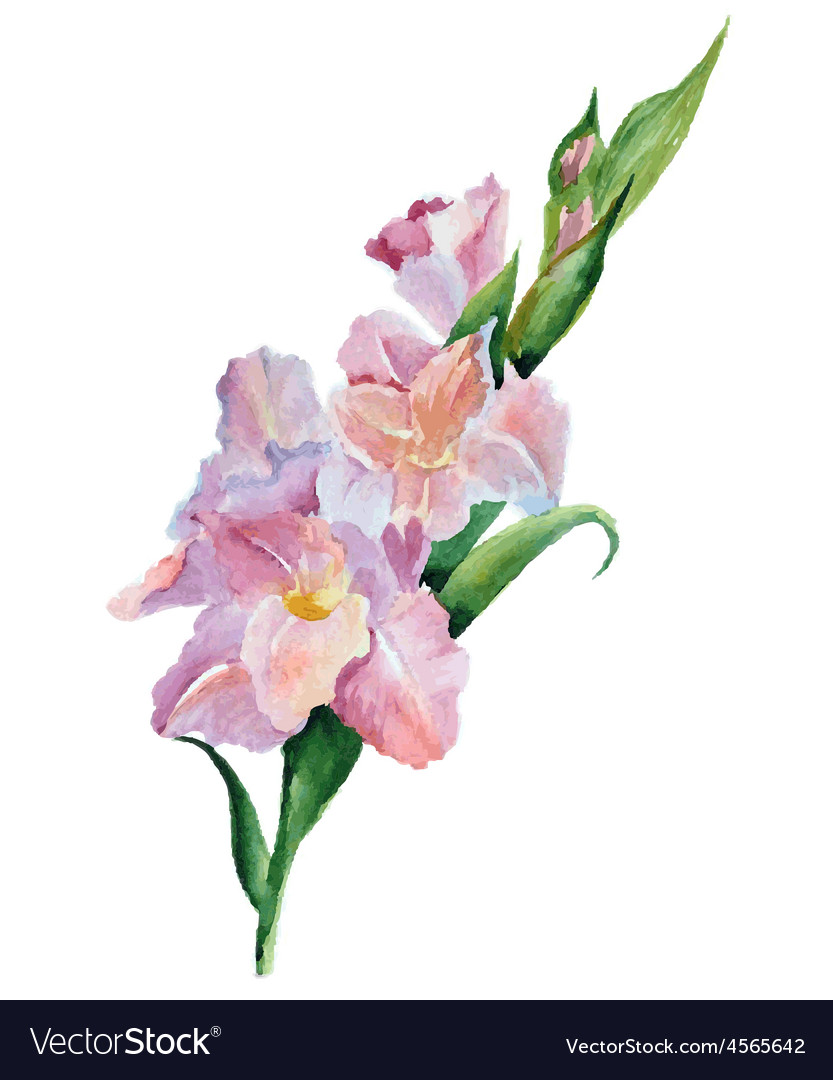 Gladiolus flowers watercolor Royalty Free Vector Image