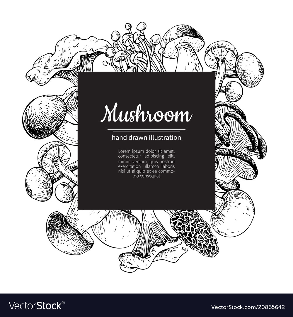 Mushroom hand drawn frame isolated sketch Vector Image