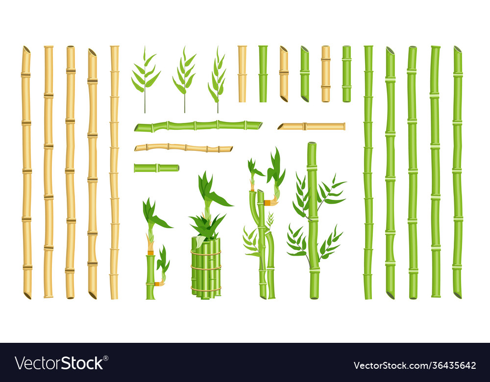 Straight curved bamboo stick stem border frame Vector Image