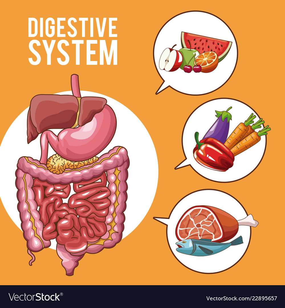 Digestive system poster Royalty Free Vector Image