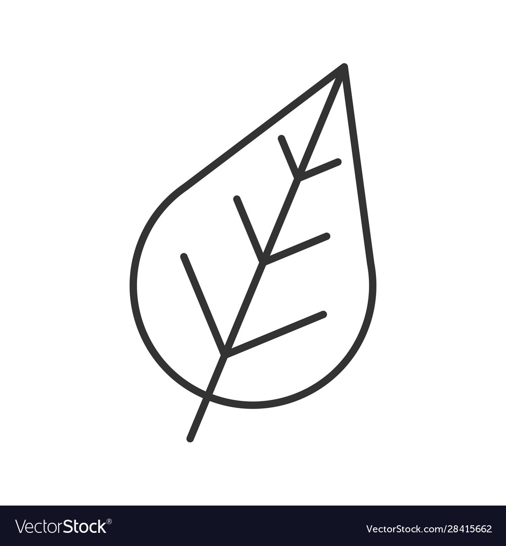 Leaf linear icon Royalty Free Vector Image - VectorStock