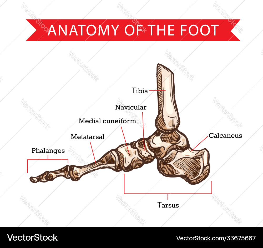 Foot Bones Sketch Human Anatomy Royalty Free Vector Image