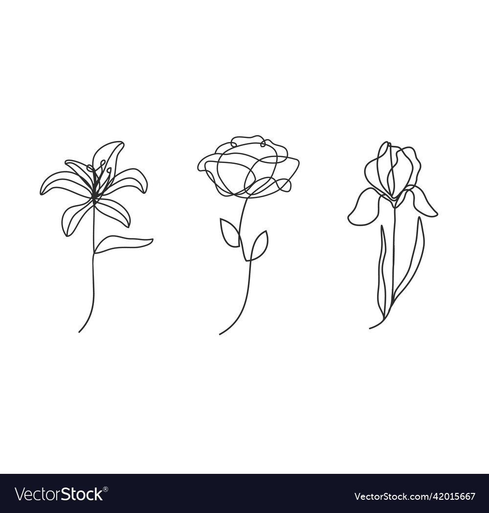 Lily iris and peony line art Royalty Free Vector Image