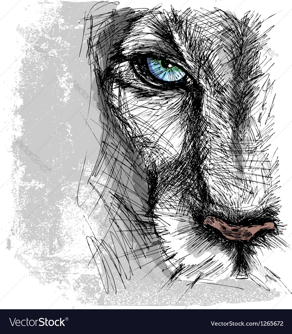 Hand drawn sketch of a lion looking intently at th