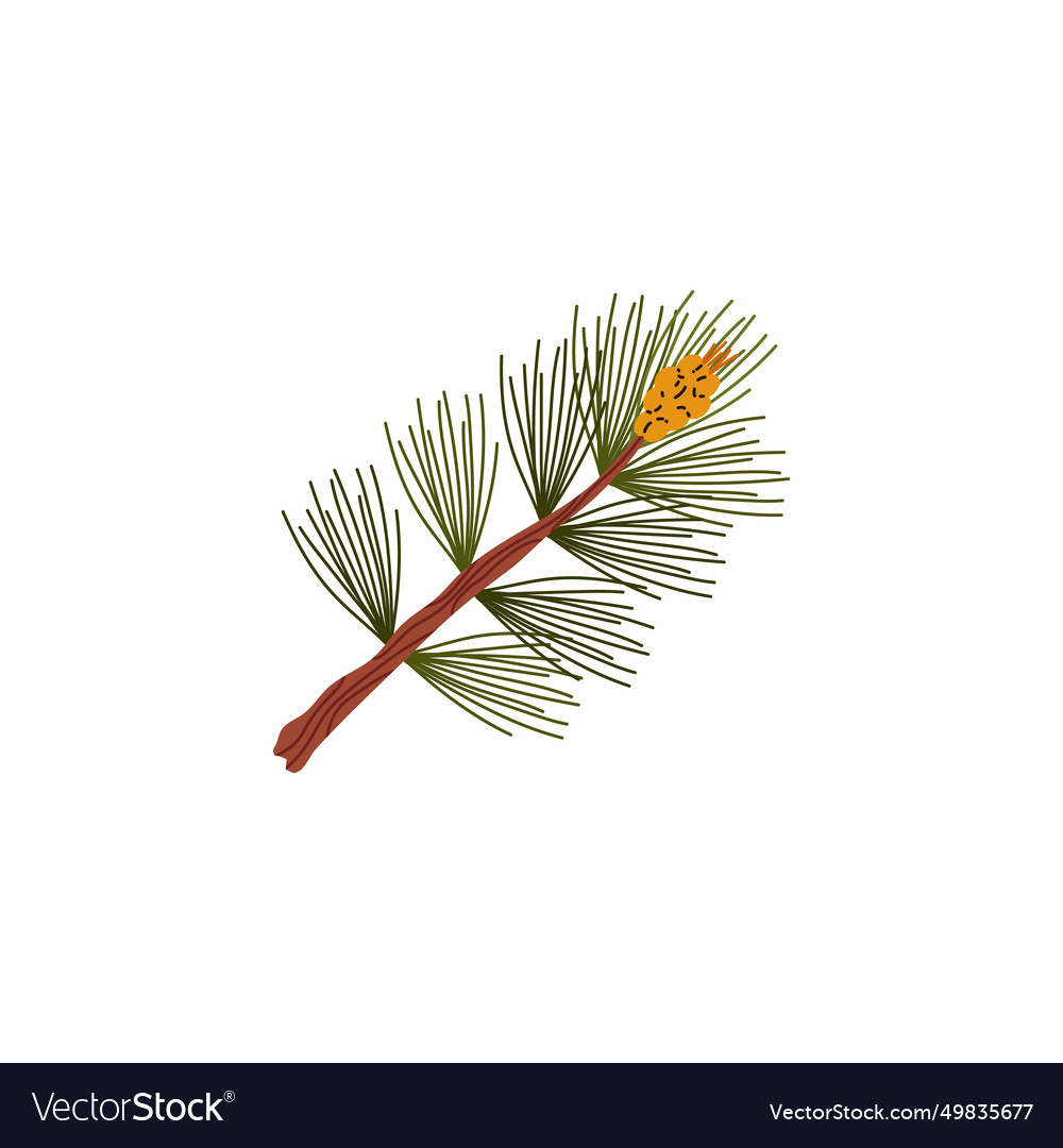 Branch of conifer tree with green needles and cone