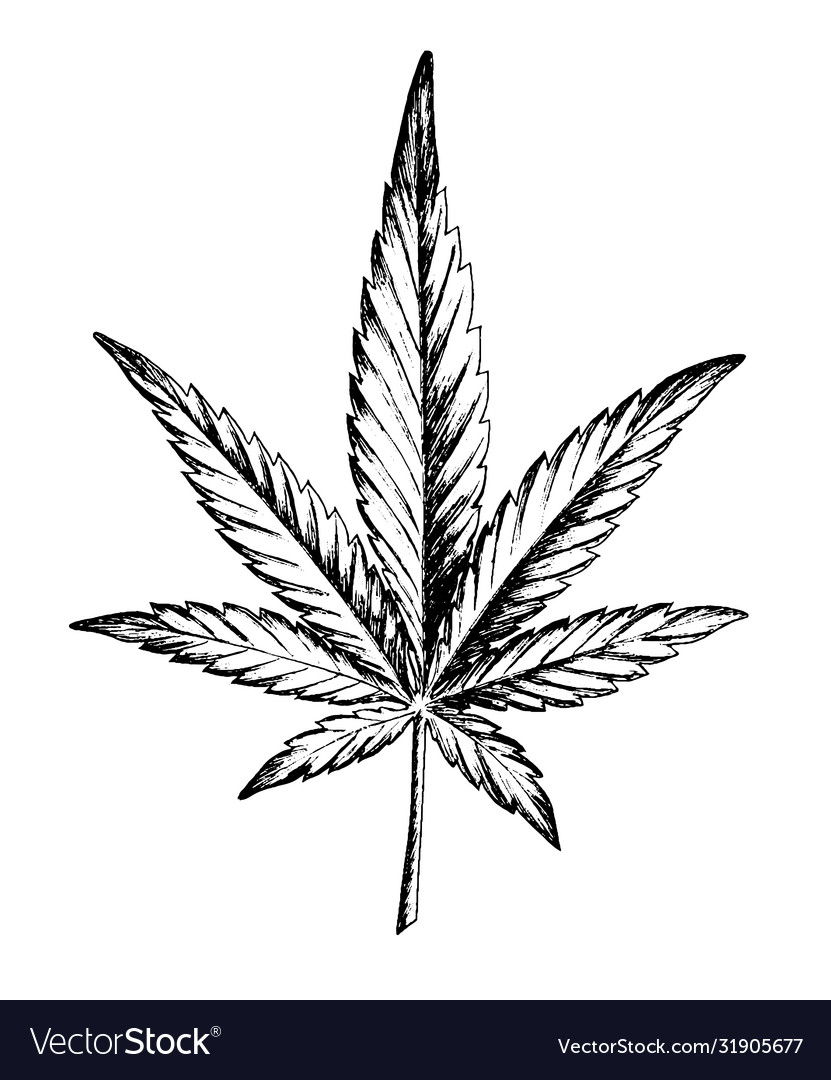 Marijuana leaf ink hand-drawn linearly black