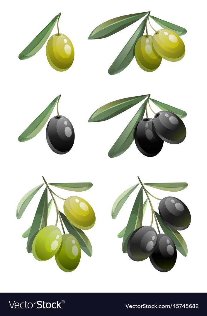 Set of green and black olives with leaves hand Vector Image