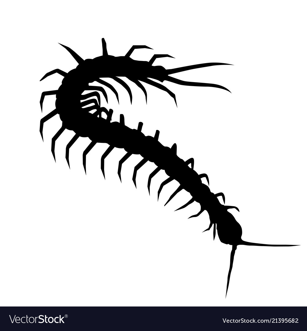 Silhouette of wriggling scolopendra - centipede