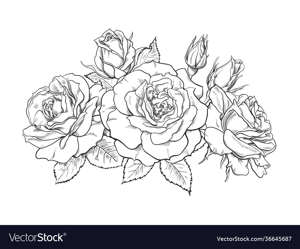 Bouquet roses blooming flowers buds leaves Vector Image