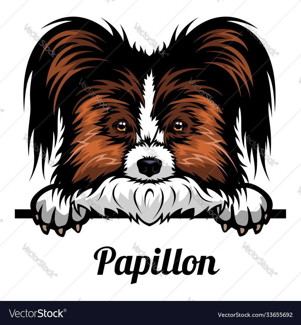 Papillon dog outlet breeds of dogs