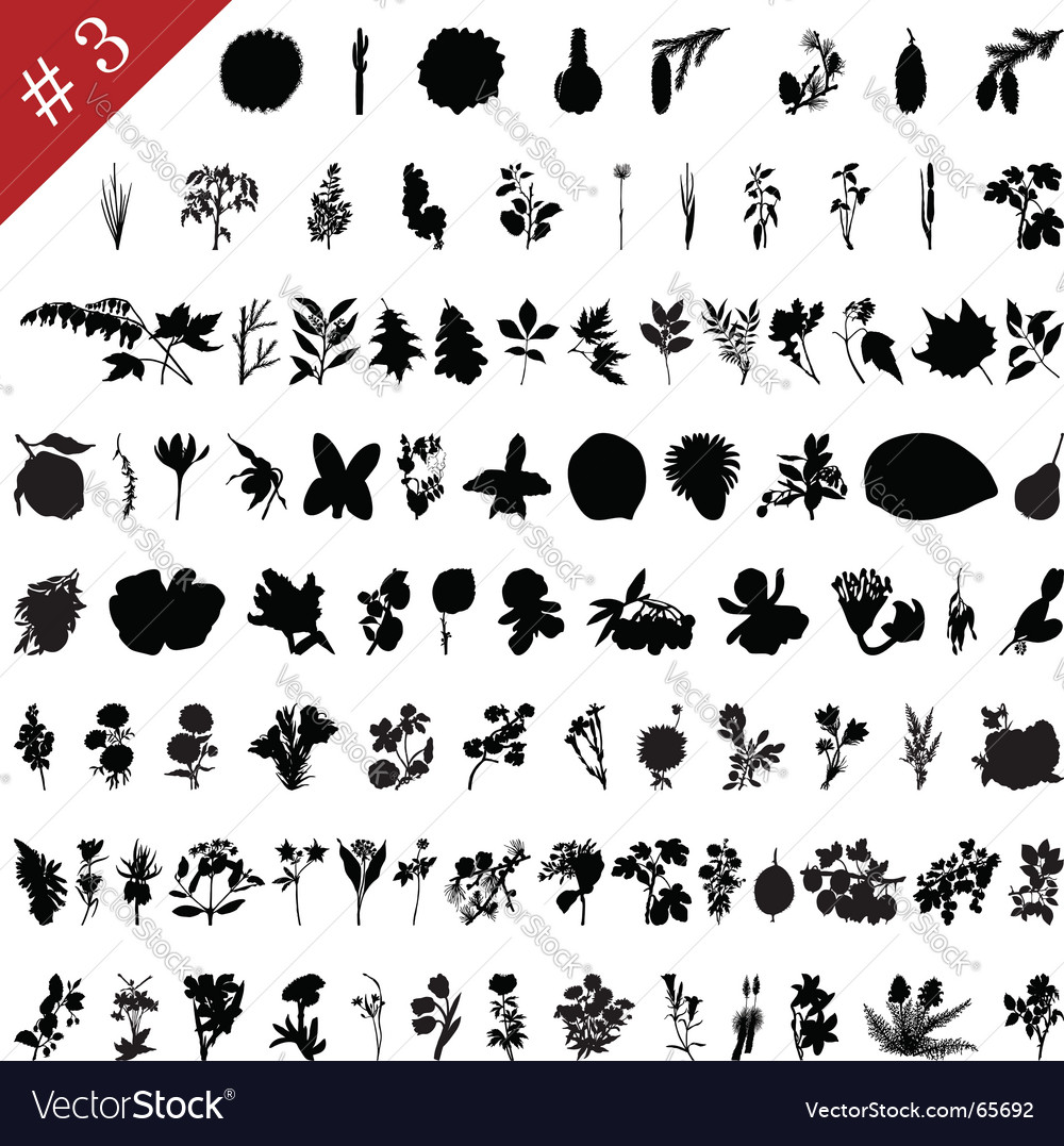 Plants Royalty Free Vector Image - VectorStock