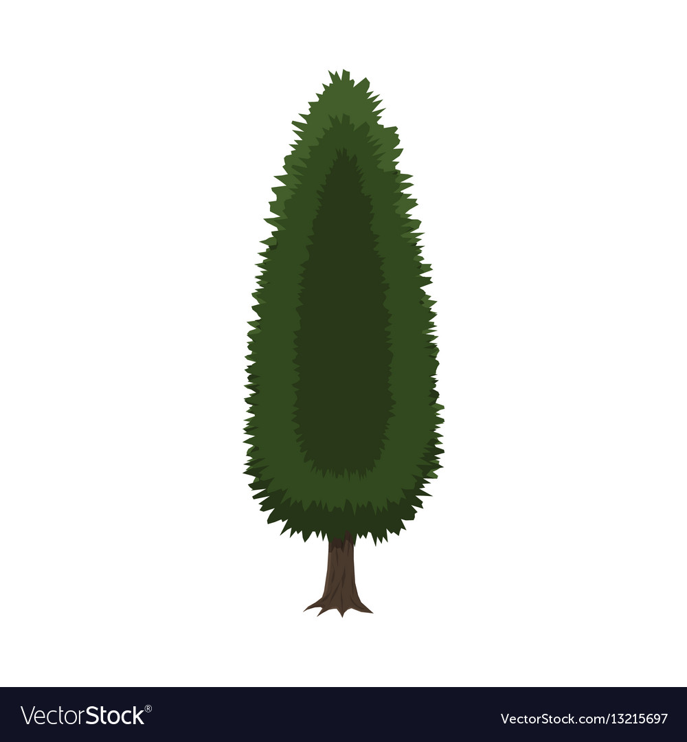 Isolated Cypress Tree
