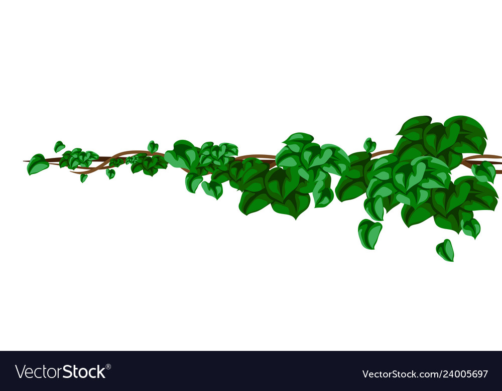 Twisted wild lianas branches background jungle