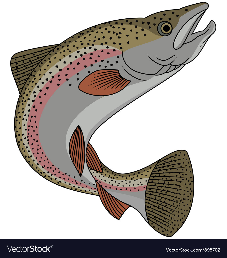 Trout fish Royalty Free Vector Image VectorStock