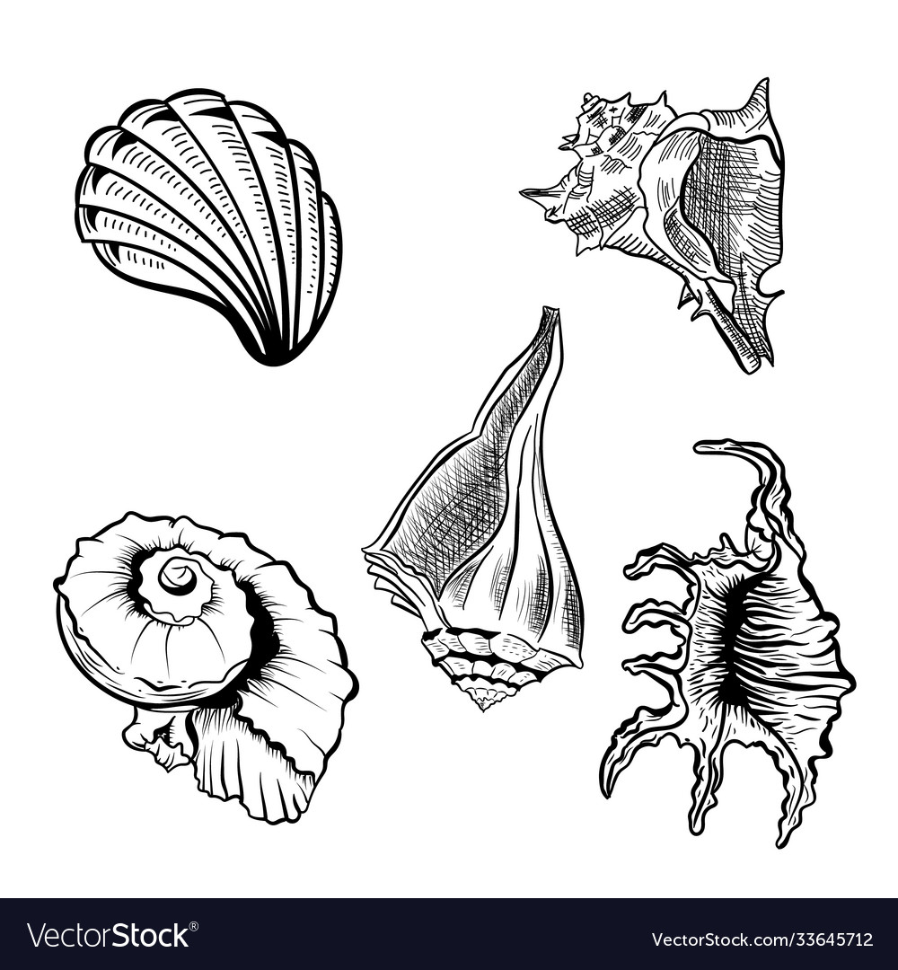 Angular murex seashell hand drawn set