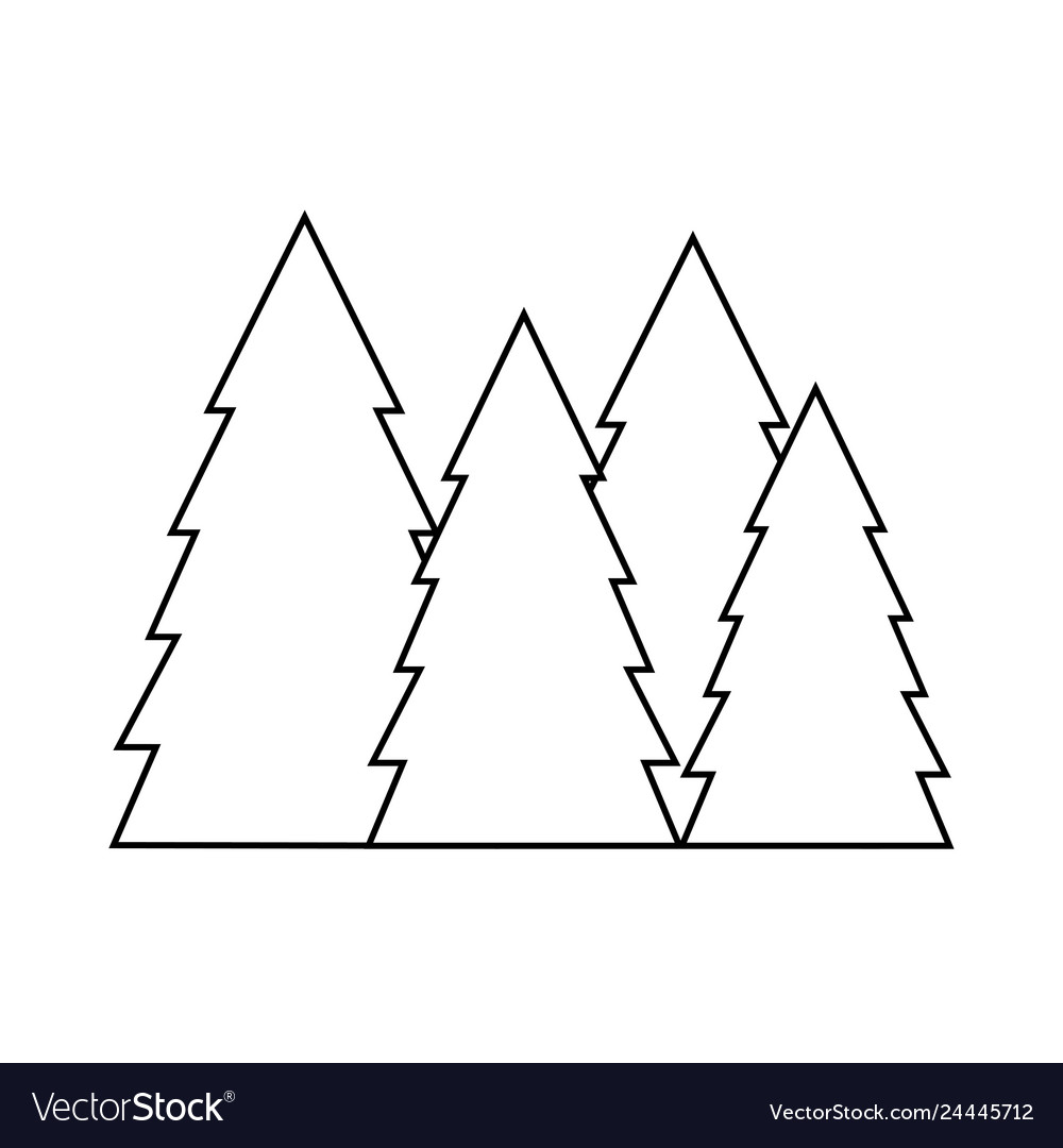 Pines trees forest scene