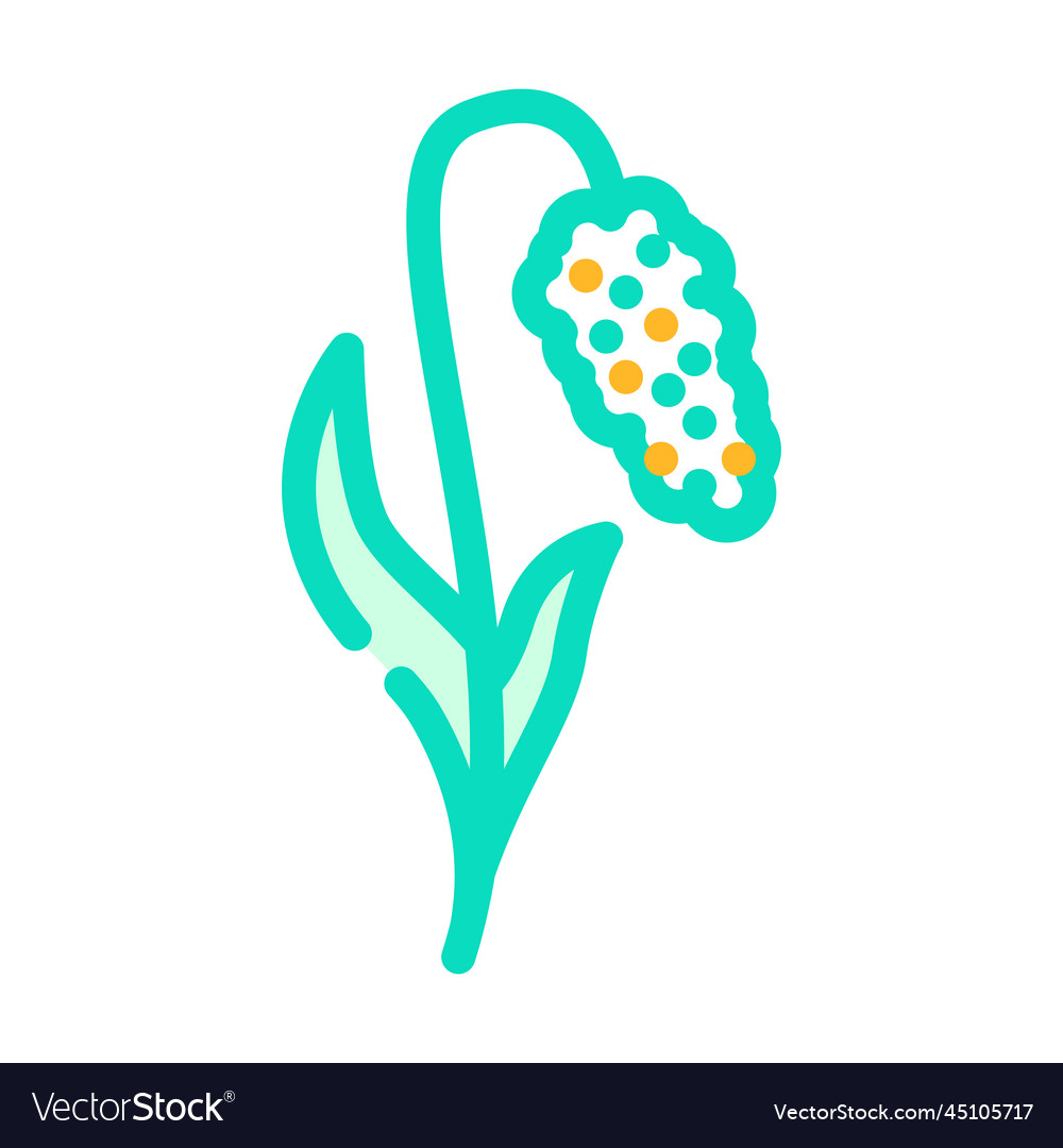 Millet plant food color icon Royalty Free Vector Image