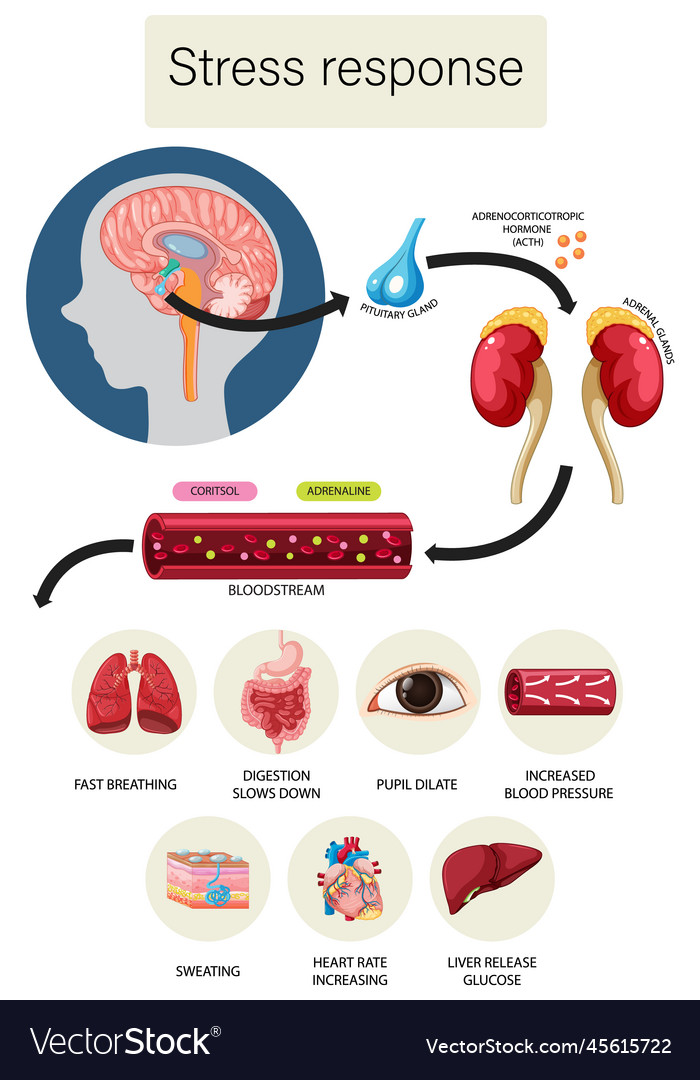 Stress response anatomical diagram with inner Vector Image
