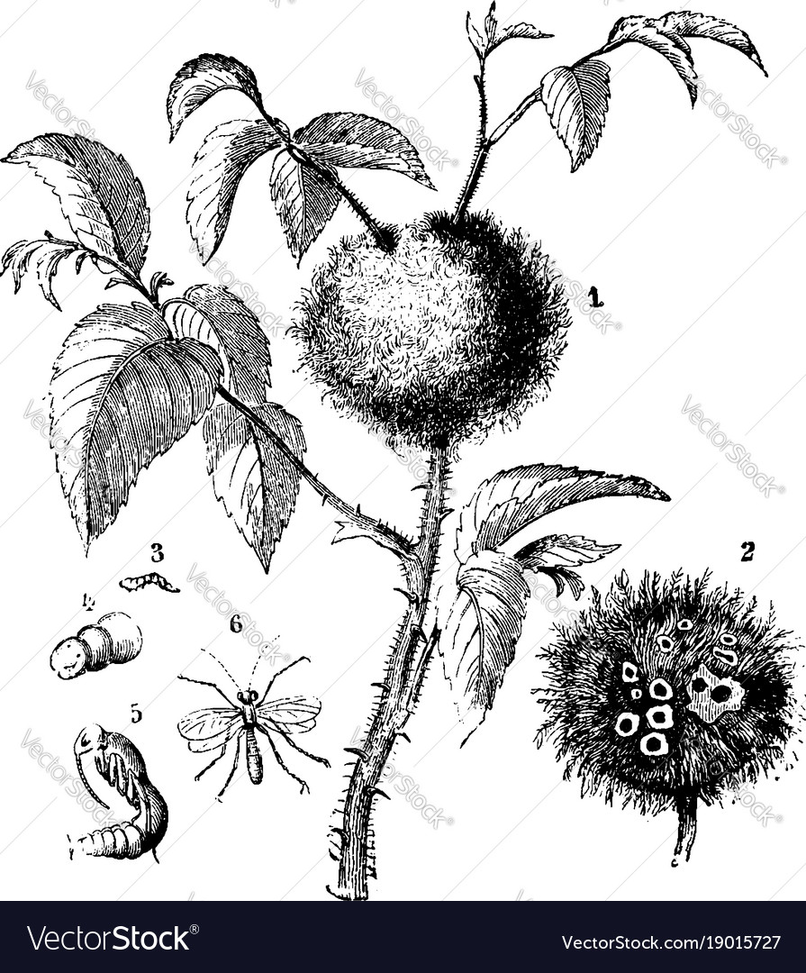 Galls and insects of rhodites rosae vintage