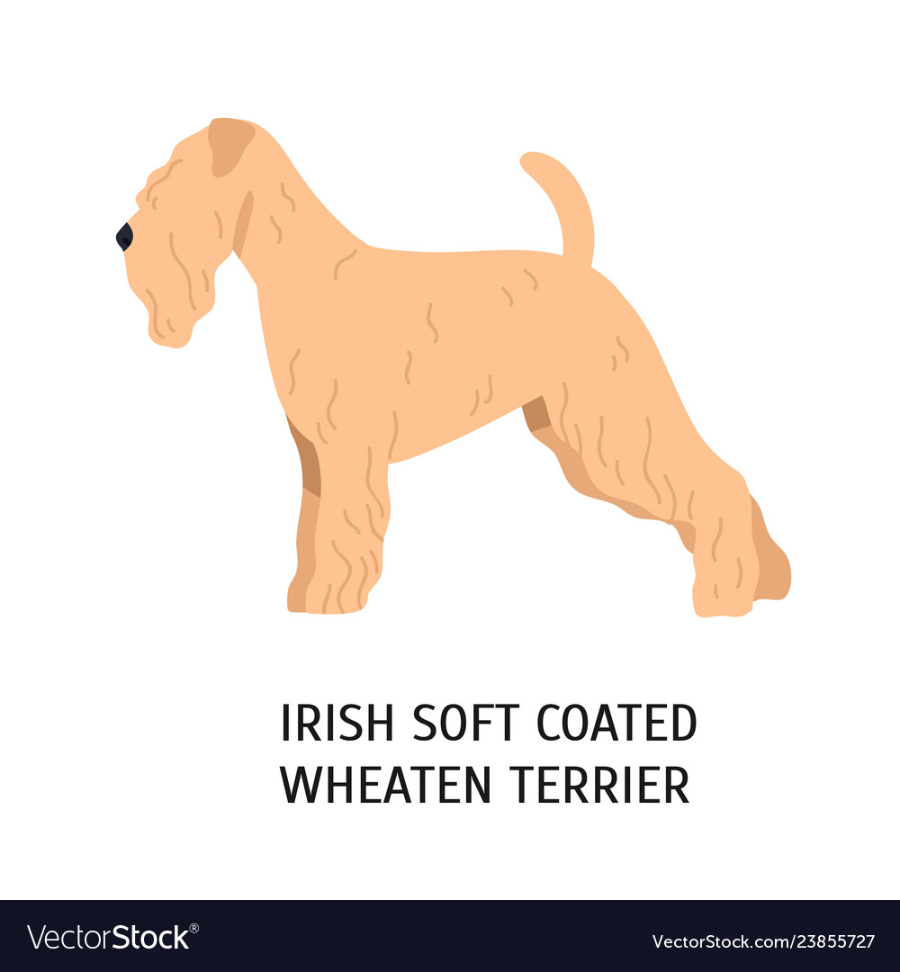 wheaten terrier irish coat