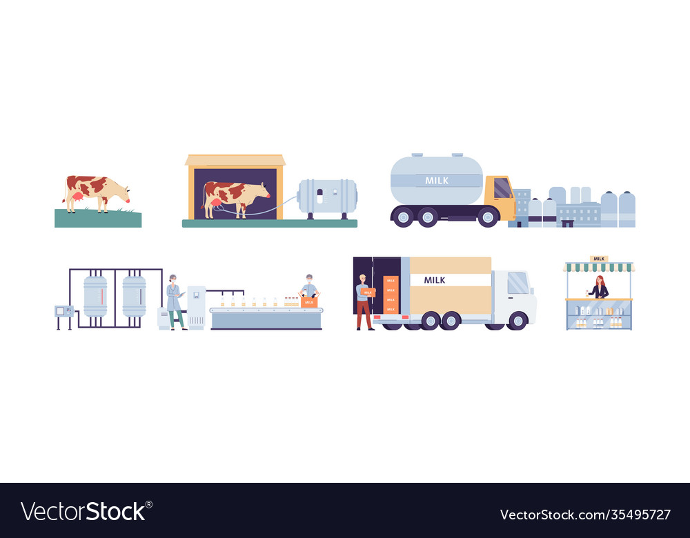 Production and distribution cows milk flat Vector Image