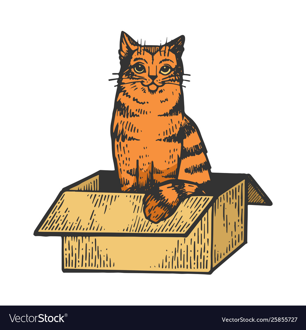 Scratchboard Cat in Box