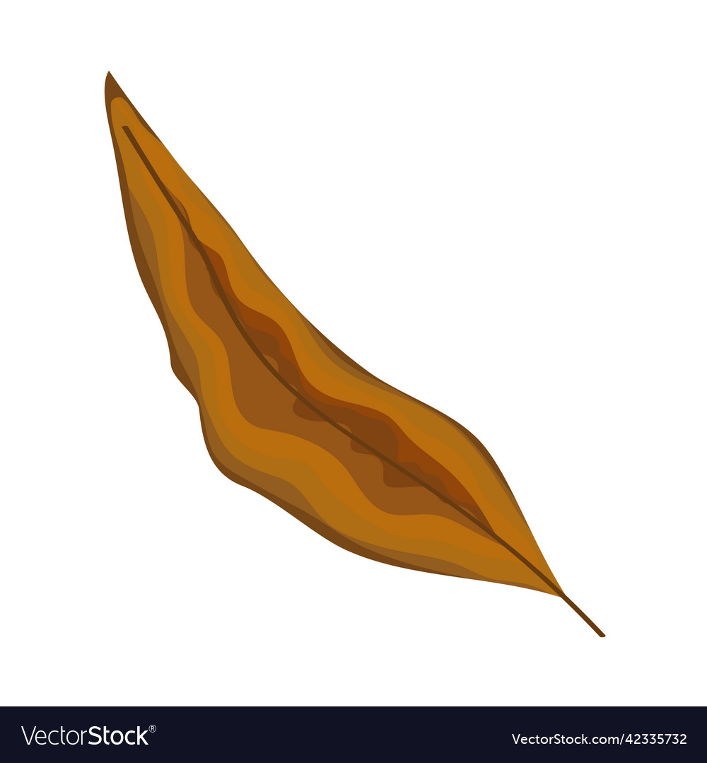 Brown leaf plant Royalty Free Vector Image - VectorStock