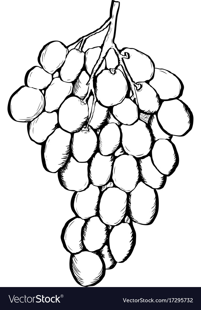 Ink image of grape
