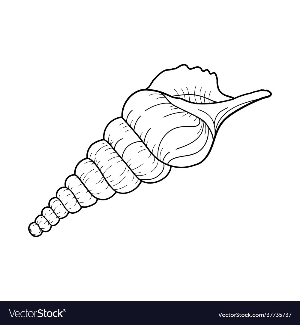 Hand-drawn tibia shell engraved line design