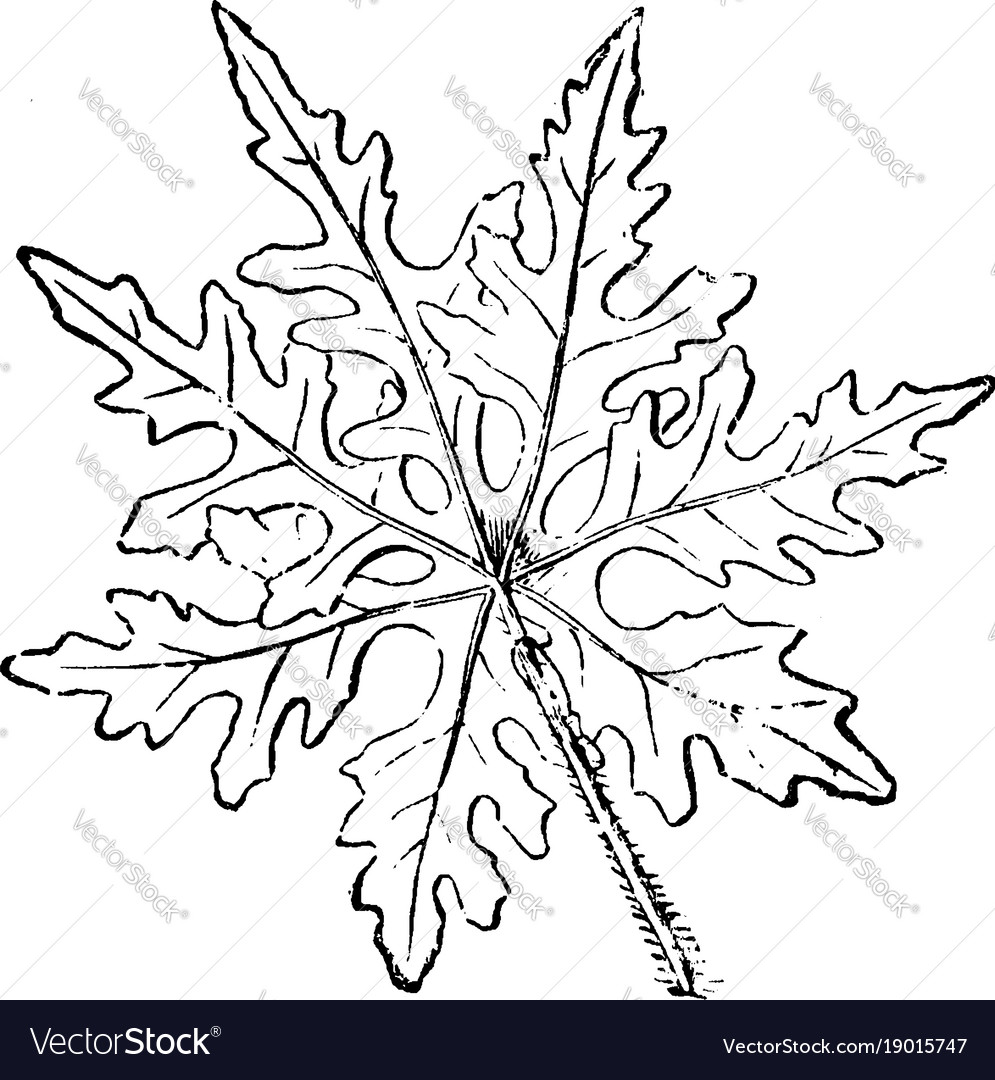 Leaf of ipomoea sinuata vintage