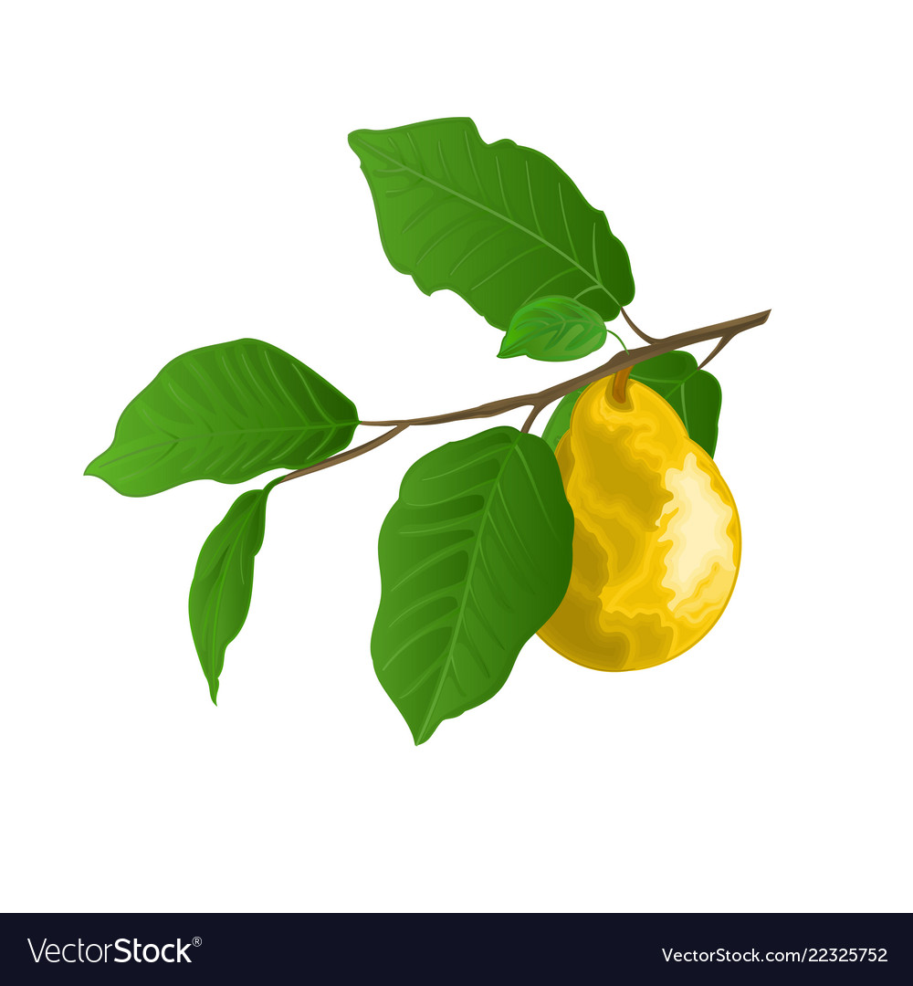 Twig of pears with yellow ripe pear and leaves