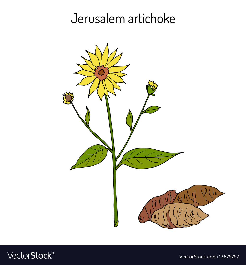 Jerusalem artichoke or sunroot sunchoke earth