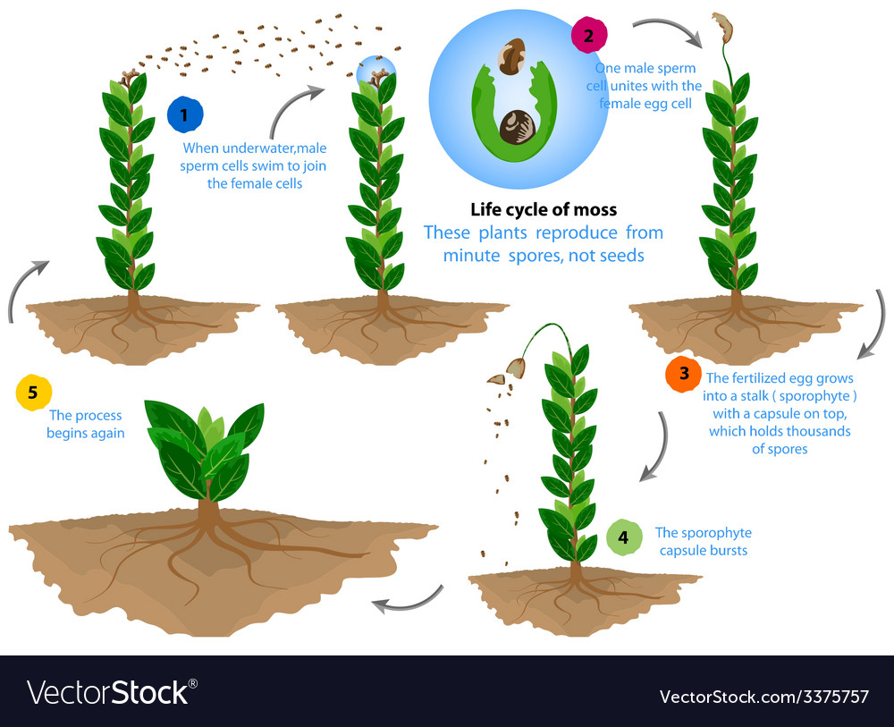 life cycle moss royalty free vector image vectorstock