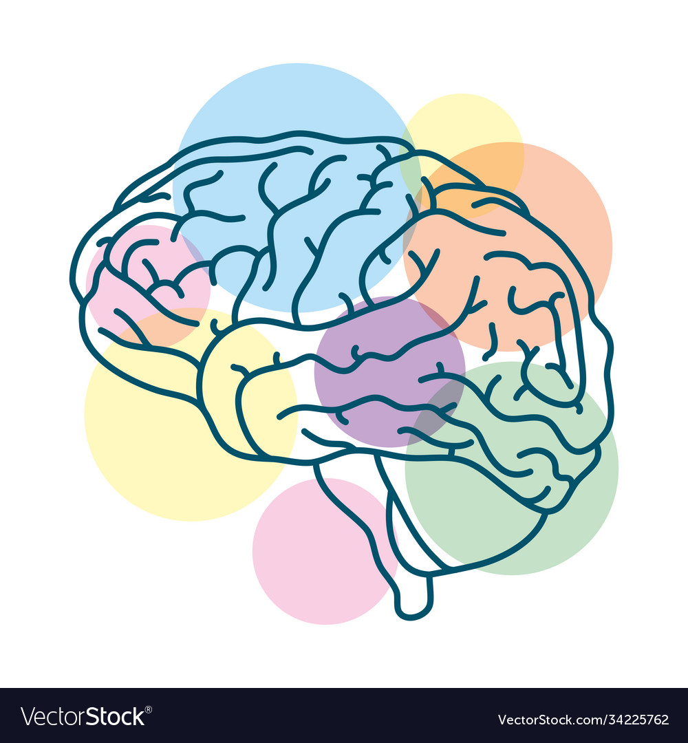 Brain human with colors spheres mental health care