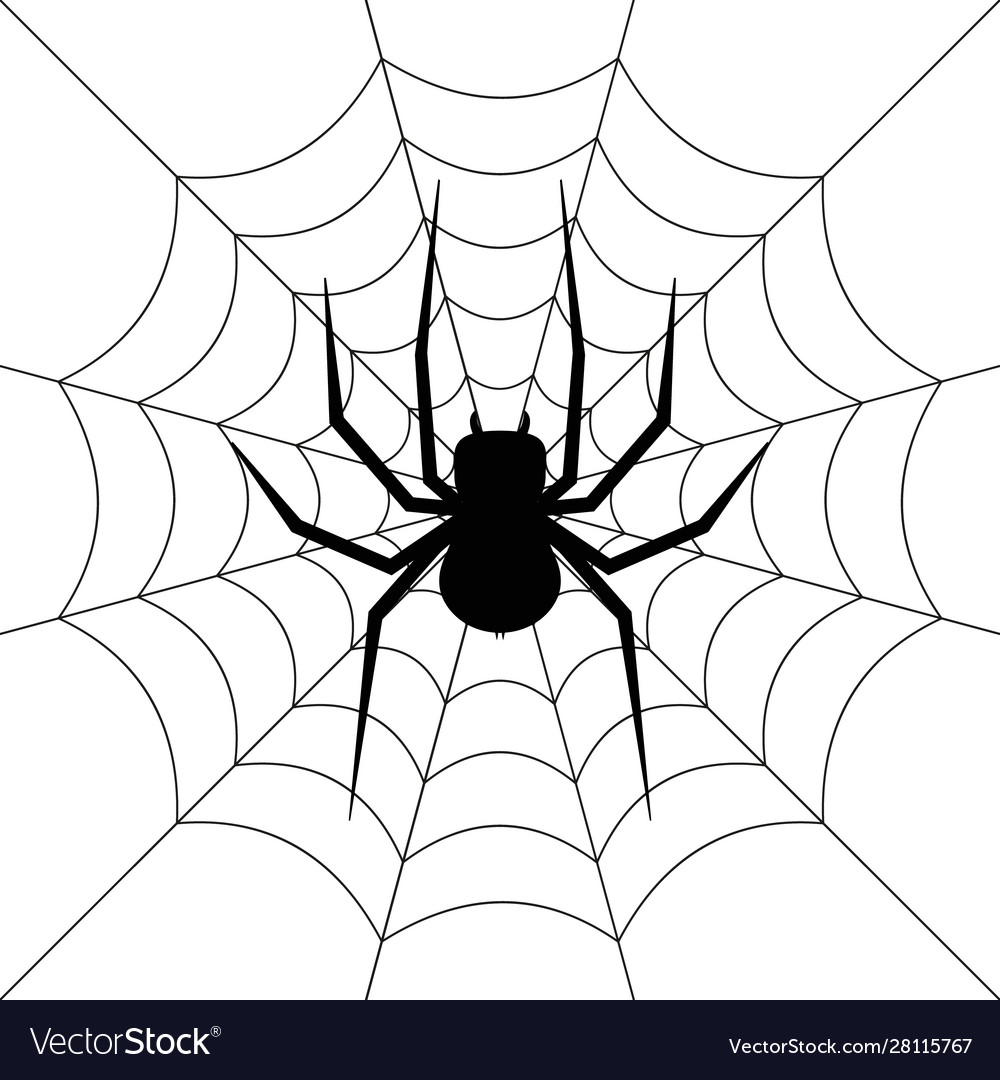 Spider on web isolated vector image Spider on web isolated