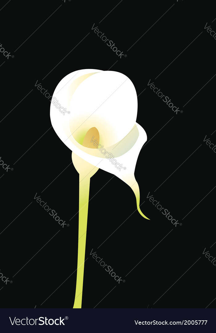 Calla lily