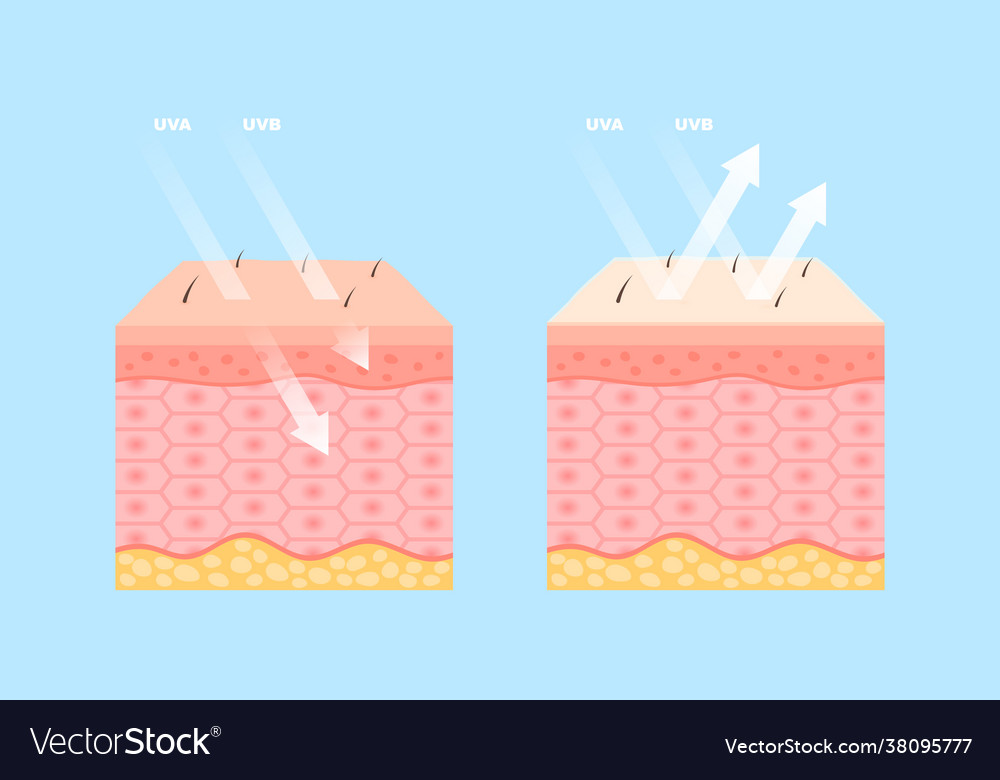 Human skin protection from uva and uvb rays Vector Image