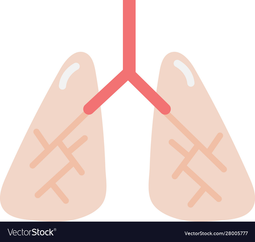 Lungs human organ isolated icon