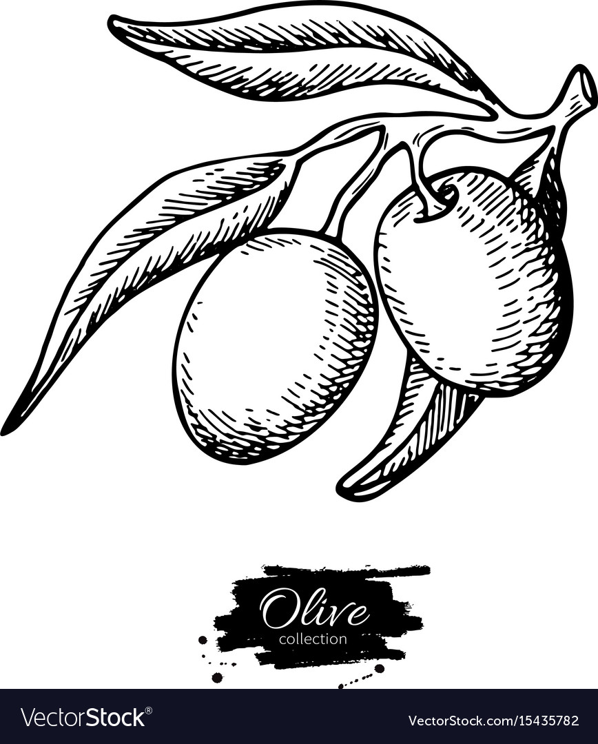 Olive branch hand drawn Royalty Free Vector Image