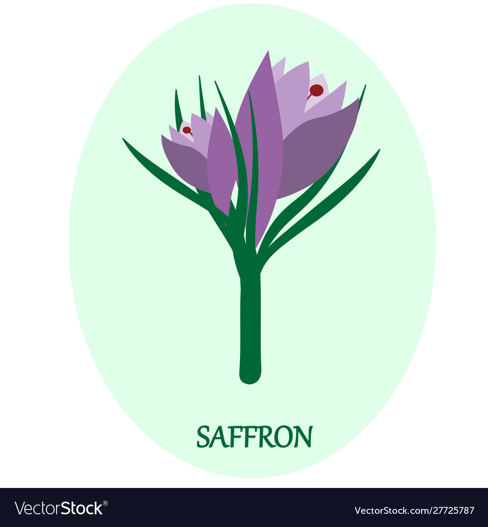 Saffron flower Royalty Free Vector Image VectorStock