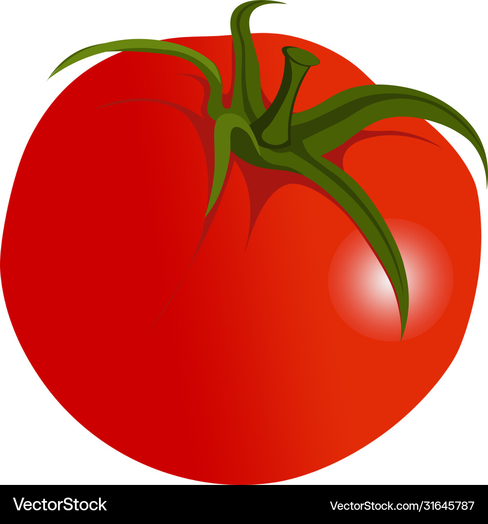 Tomato Royalty Free Vector Image - VectorStock