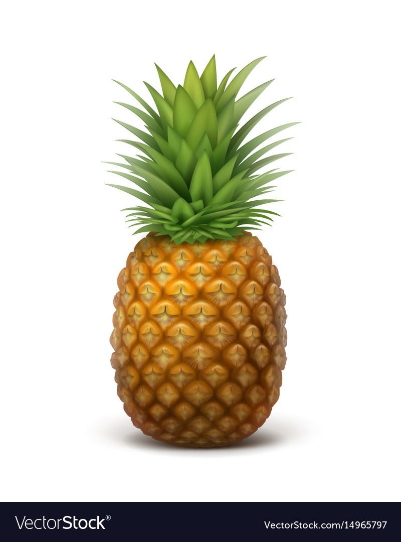 Whole Ripe Pineapple Royalty Free Vector Image 7025